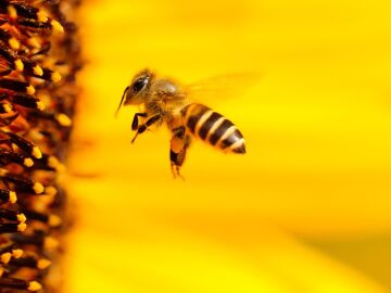 Imagen de archivo de una abeja