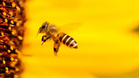 Imagen de archivo de una abeja Imagen de archivo de una abeja