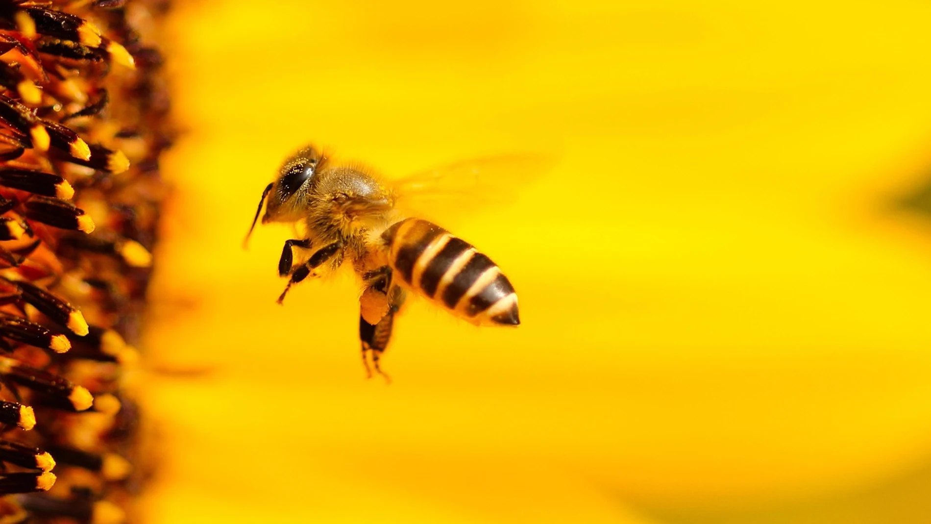 Imagen de archivo de una abeja