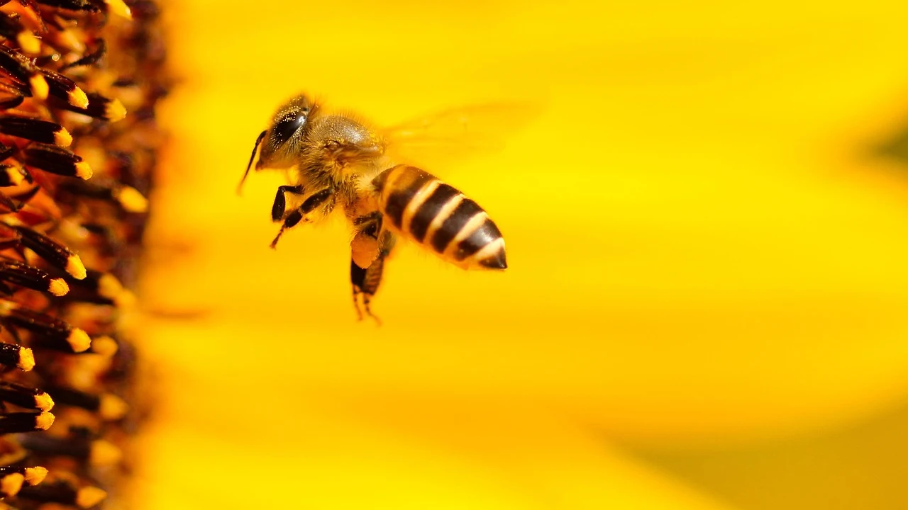 Imagen de archivo de una abeja Imagen de archivo de una abeja