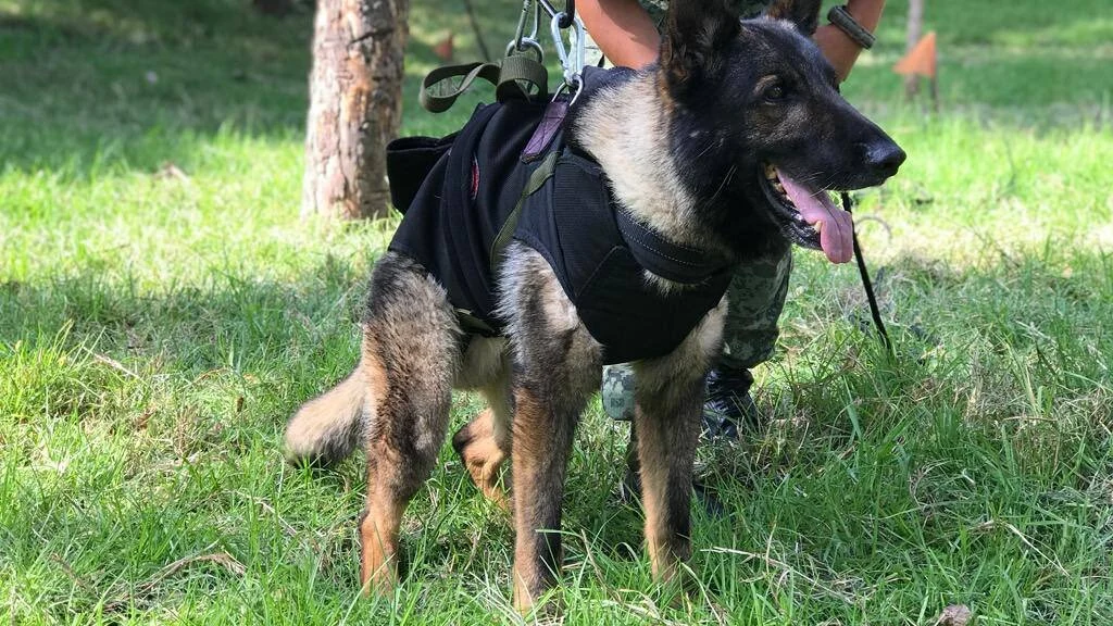 Proteo, el perro fallecido en Turqu&iacute;a