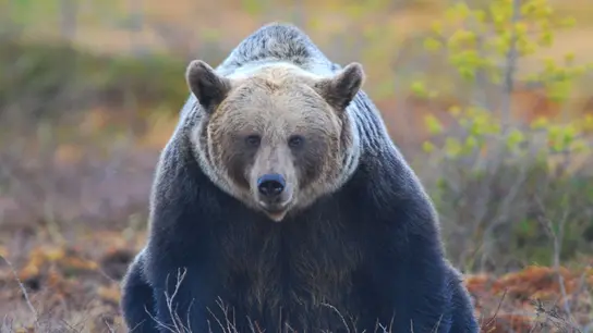 oso-pardo oso-pardo