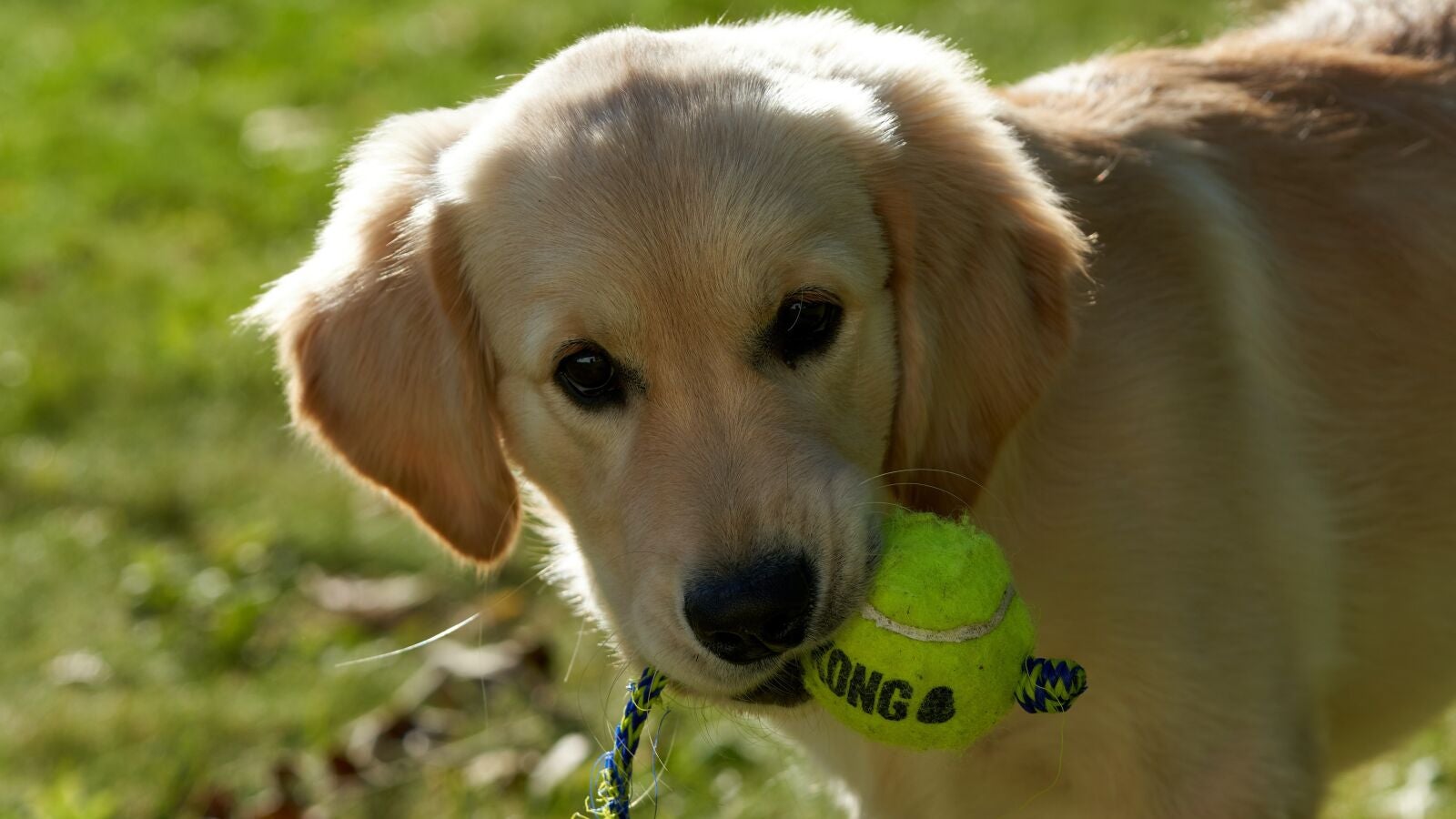 Este es el motivo por el que tu perro no debe jugar con pelotas de tenis 