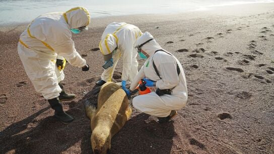 Expertos examinan un lobo marino muerto para investigar si es por gripe aviar