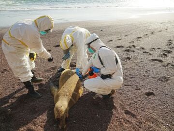 Expertos examinan un lobo marino muerto para investigar si es por gripe aviar