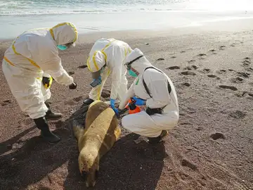 Expertos examinan un lobo marino muerto para investigar si es por gripe aviar Expertos examinan un lobo marino muerto para investigar si es por gripe aviar