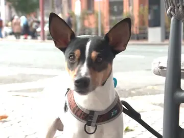 La encuesta de un tuitero pone el debate sobre la mesa: ¿Salvarías antes a un desconocido o a tu perro? La encuesta de un tuitero pone el debate sobre la mesa: ¿Salvarías antes a un desconocido o a tu perro?