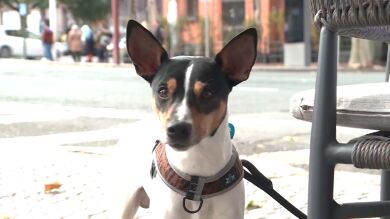 La encuesta de un tuitero pone el debate sobre la mesa: ¿Salvarías antes a un desconocido o a tu perro?