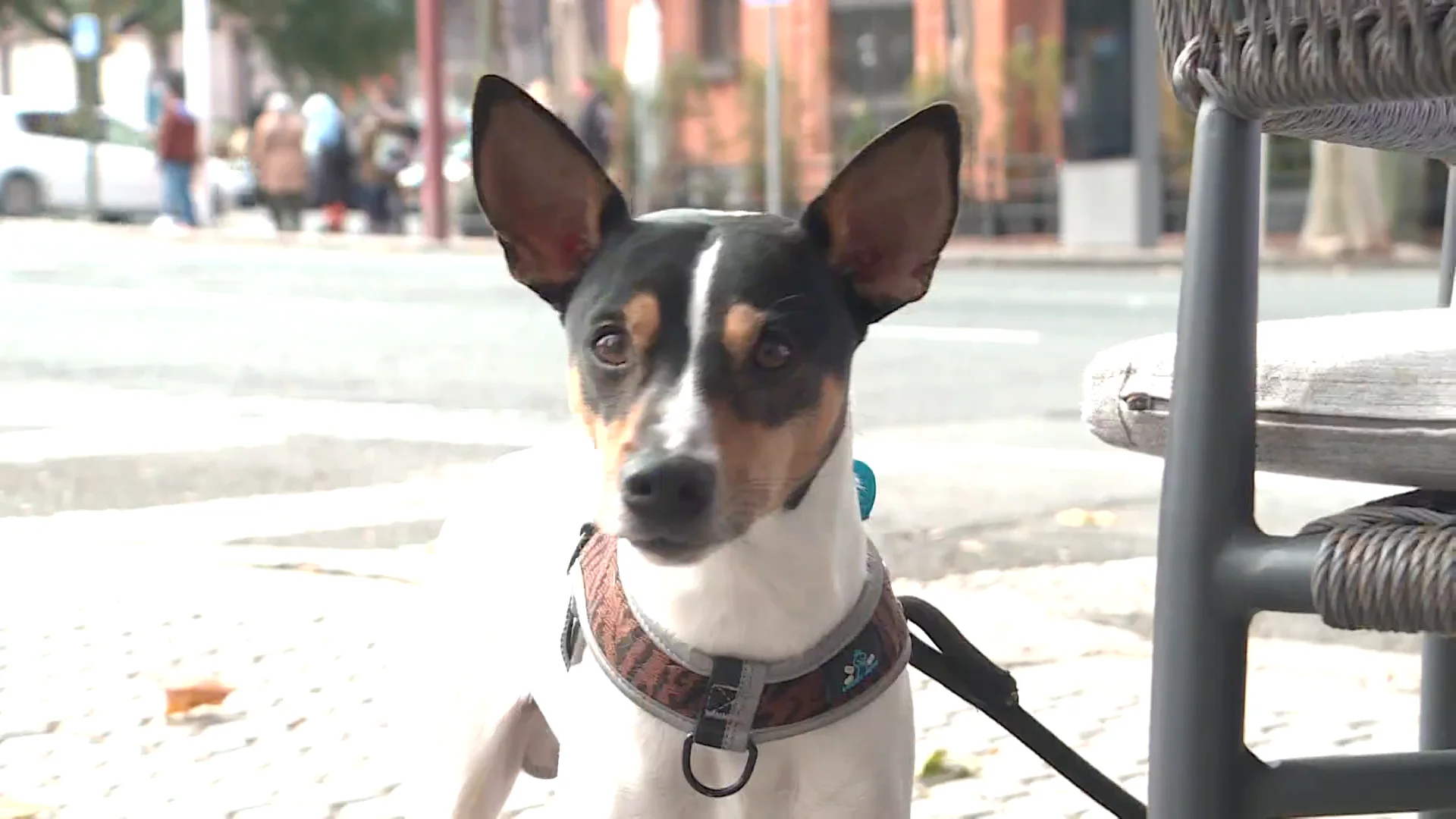 La encuesta de un tuitero pone el debate sobre la mesa: ¿Salvarías antes a un desconocido o a tu perro? La encuesta de un tuitero pone el debate sobre la mesa: ¿Salvarías antes a un desconocido o a tu perro?
