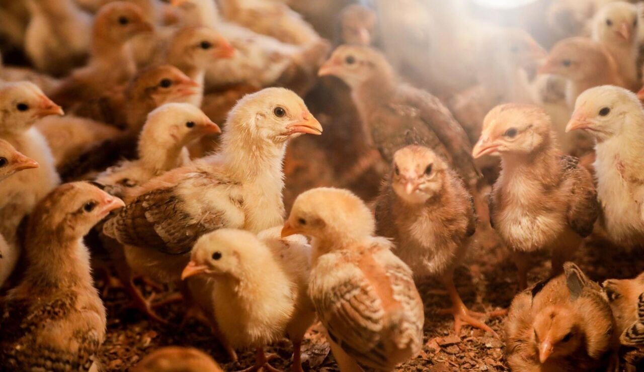 En las granjas de pollos (como esta en Sumatra, Indonesia) se trata de impedir que llegue la gripe aviar