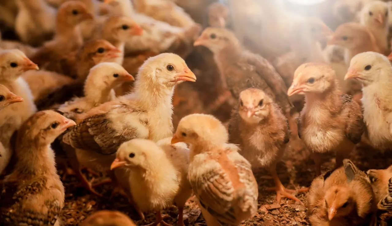 En las granjas de pollos (como esta en Sumatra, Indonesia) se trata de impedir que llegue la gripe aviar