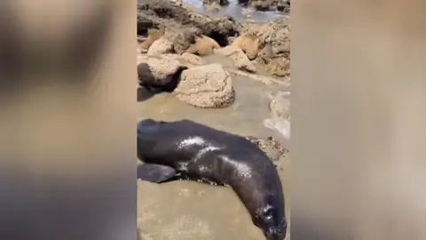 Lobo marino Lobo marino