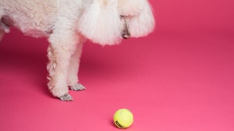 Caniche con pelota de tenis