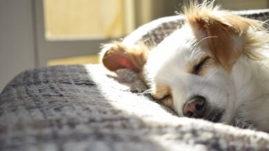 6 preguntas claves que debes hacerte antes de traer una mascota en casa