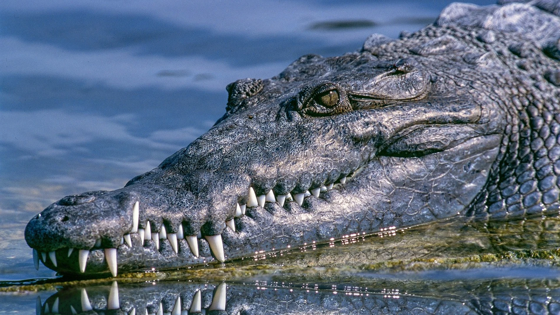 Imagen de un cocodrilo