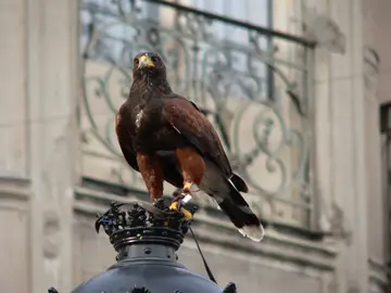 Aguila Harris Aguila Harris