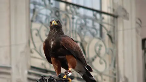 Aguila Harris Aguila Harris