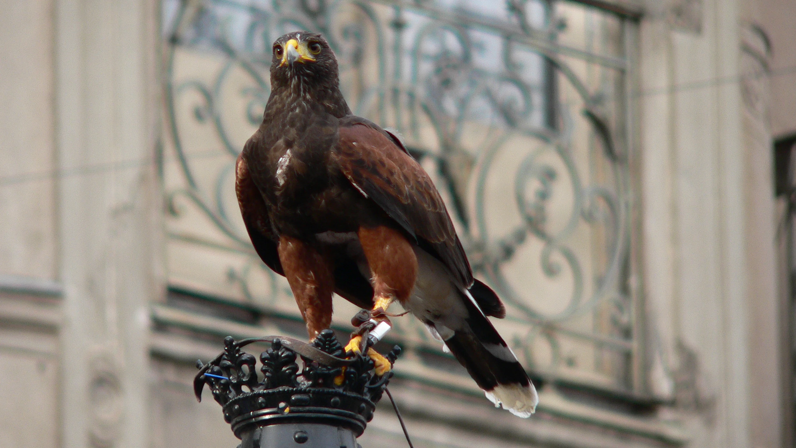 Aguila Harris