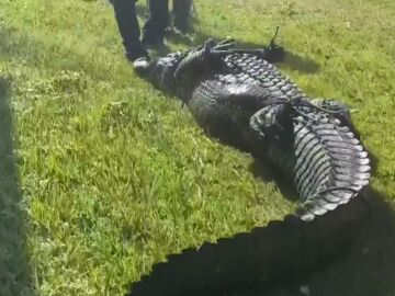 Momento en el que capturan a un caimán que mató a una mujer en Florida