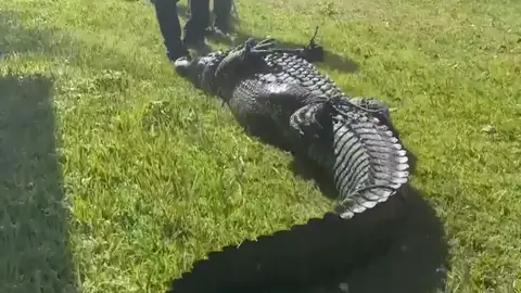 Momento en el que capturan a un caimán que mató a una mujer en Florida Momento en el que capturan a un caimán que mató a una mujer en Florida