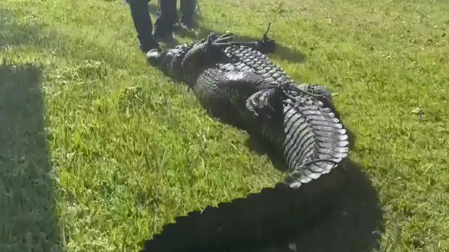 Momento en el que capturan a un caimán que mató a una mujer en Florida Momento en el que capturan a un caimán que mató a una mujer en Florida