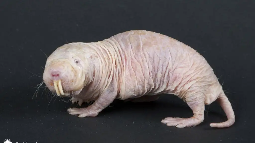 Rata topo desnuda