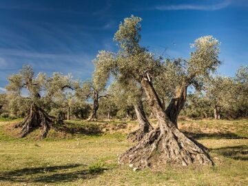 Piden una ley que regule la protección de los olivares centenarios