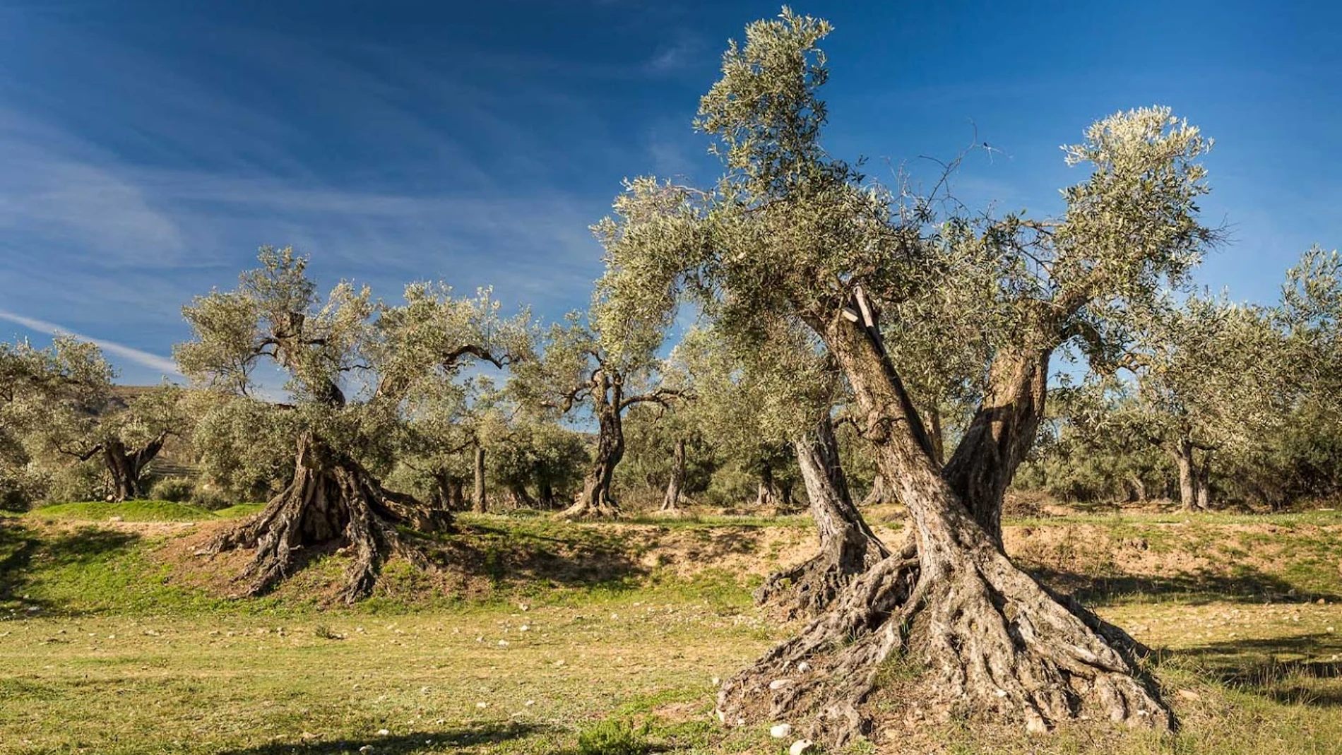 Piden una ley que regule la protección de los olivares centenarios Piden una ley que regule la protección de los olivares centenarios