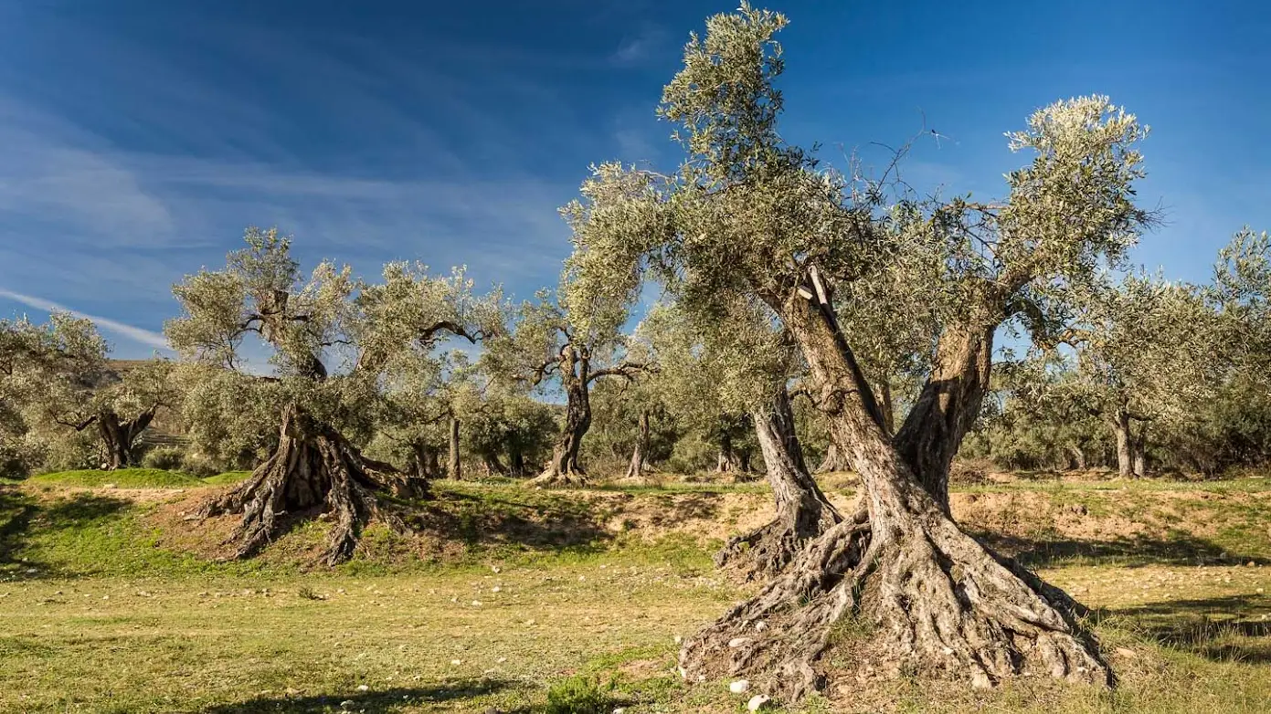 Piden una ley que regule la protecci&oacute;n de los olivares centenarios