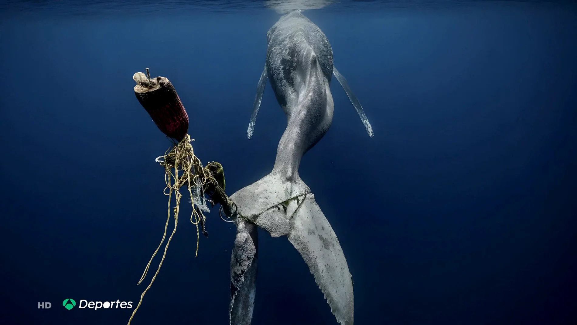 La imagen de una ballena jorobada muriendo en la costa mejicana