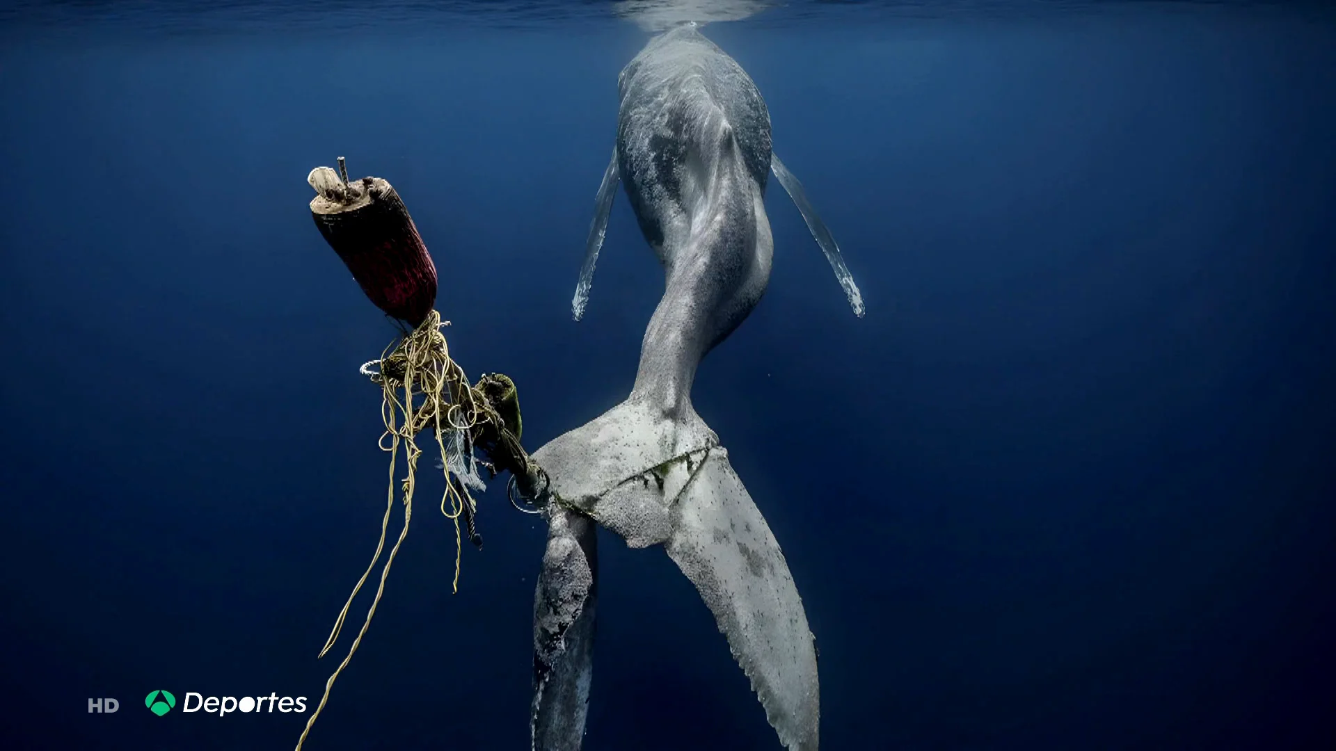 La imagen de una ballena jorobada muriendo en la costa mejicana La imagen de una ballena jorobada muriendo en la costa mejicana