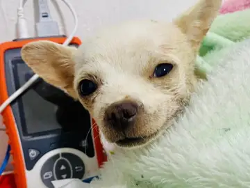 Pinky, el chihuahua herido Pinky, el chihuahua herido