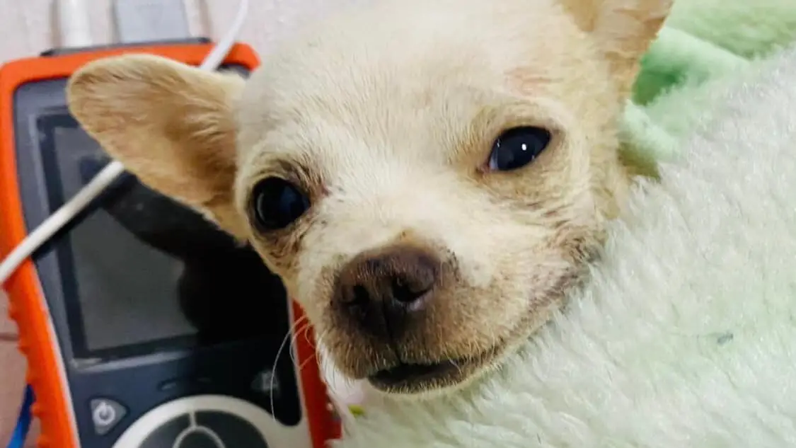 Pinky, el chihuahua herido Pinky, el chihuahua herido