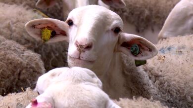 Detectado un nuevo foco de viruela ovina, el tercero en Alcázar de San Juan (Ciudad Real)