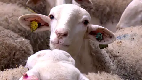 oveja manchega oveja manchega