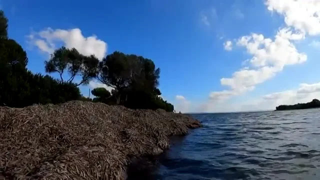 D&iacute;a Mundial de los Pastos Marinos