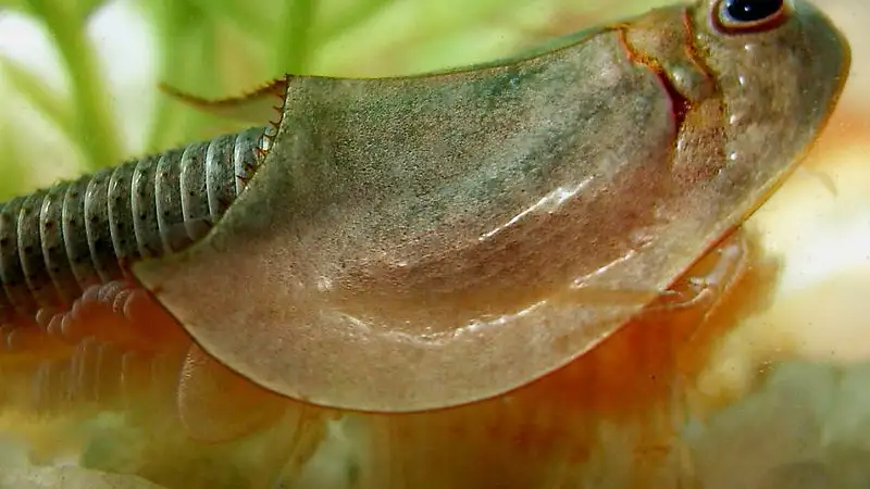 Un ejemplar de triops Un ejemplar de triops