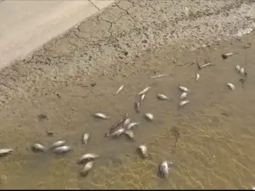 Balsa de riego de Puente Genil (Córdoba) en la que han aparecido los peces muertos Balsa de riego de Puente Genil (Córdoba) en la que han aparecido los peces muertos