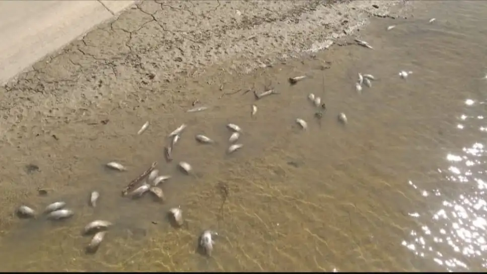 Balsa de riego de Puente Genil (Córdoba) en la que han aparecido los peces muertos Balsa de riego de Puente Genil (Córdoba) en la que han aparecido los peces muertos