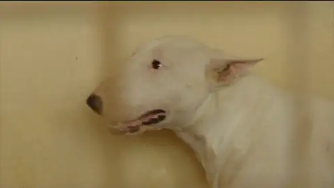 En Sobradiel viven con miedo por el bull terrier de sus vecinos: "Estamos en situación de indefensión" En Sobradiel viven con miedo por el bull terrier de sus vecinos: "Estamos en situación de indefensión"