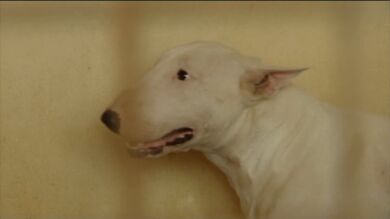 En Sobradiel viven con miedo por el bull terrier de unos vecinos: 