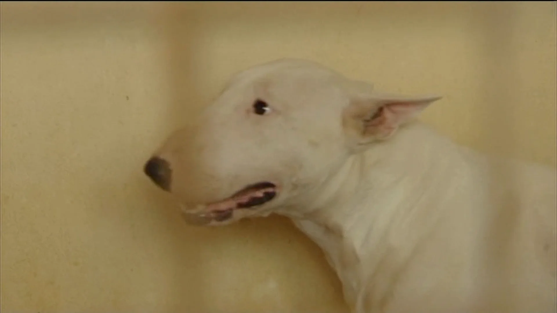 En Sobradiel viven con miedo por el bull terrier de sus vecinos: "Estamos en situación de indefensión" En Sobradiel viven con miedo por el bull terrier de sus vecinos: "Estamos en situación de indefensión"