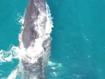 Ballena Cullera Ballena Cullera