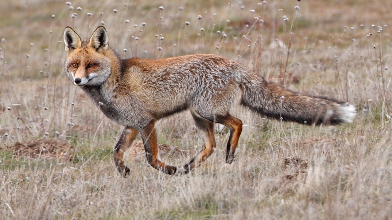 La France signale une épidémie de grippe aviaire chez des renards roux près de Paris