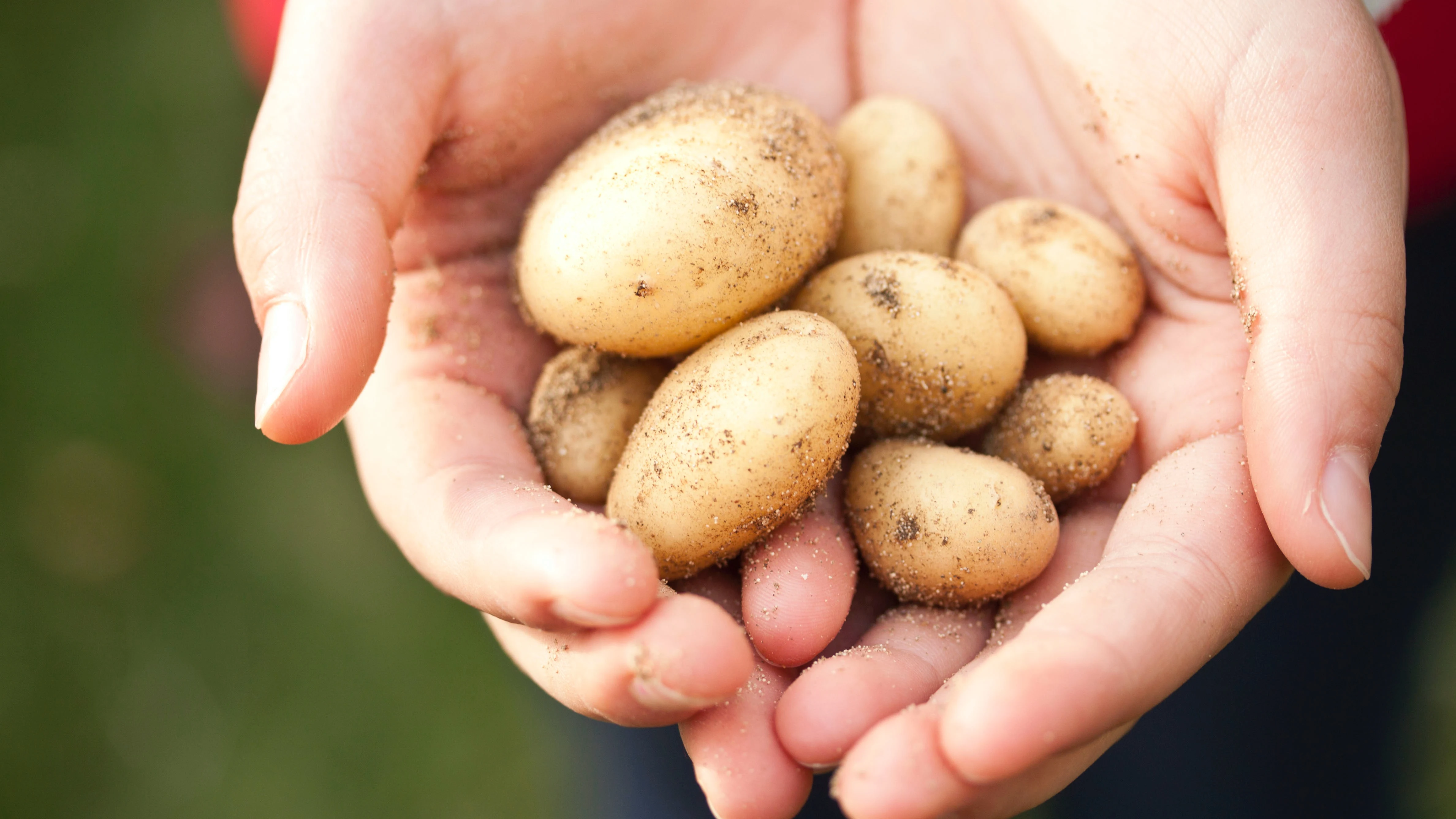 Patatas Patatas