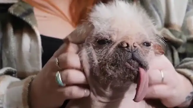 Peggy, la perra m&aacute;s fea de Reino Unido