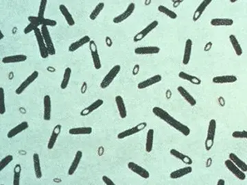 Imagen de la bacteria del botulismo, Clostridium botulinum Imagen de la bacteria del botulismo, Clostridium botulinum