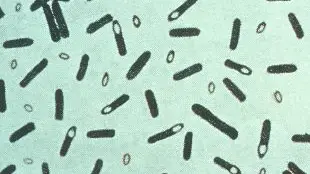 Imagen de la bacteria del botulismo, Clostridium botulinum Imagen de la bacteria del botulismo, Clostridium botulinum