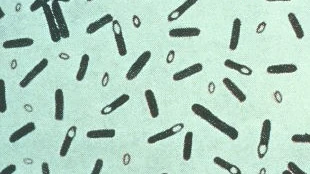 Imagen de la bacteria del botulismo, Clostridium botulinum Imagen de la bacteria del botulismo, Clostridium botulinum