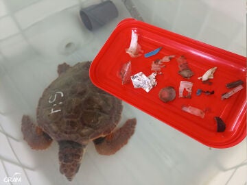 Trocitos de plástico tragados por tortugas. 